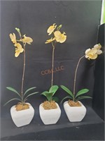 3 Yellow Moth Orchids in Ceramic Pots