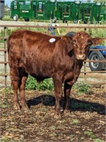 Red Angus Bull or Steer, weighs 700 lbs