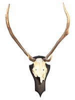 German Red Deer Antler mount on Wood Plaque