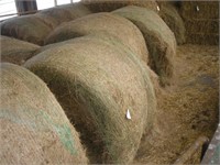 13 + or - ROUND BALES OF HAY IN CALF BARN