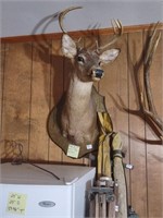 Deer mount. Approx 18"W, 22.5"D, 34"T.