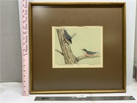 1966 Mike Bebb Red Breasted Nuthatches Bird P
