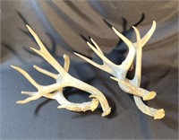 Antler candle stick holders 12"
