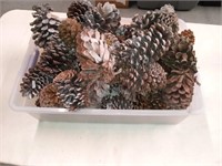 Container of pine cones