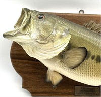 6 LB LARGE MOUTH BASS TAXIDERMY MOUNT