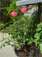 Rose double knock out bush