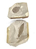 Tree Leaf Fossils Alder & Oriental Chestnut