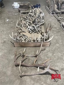 OFFSITE: Large Qty of Deer and Elk Shed Antlers