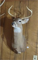 Deer mount, 6-point buck. Approx 16"W, 31"T,