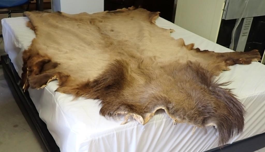 FULL ELK HIDE