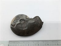 Beautiful Huge Fossilized Ammonite Snail