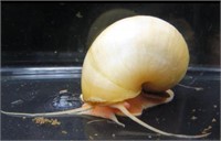 Ivory mystery snails