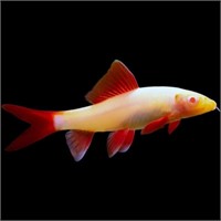 Albino Rainbow Shark