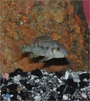 Small Red hump geophagus