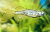 Long fin Leopard Danio