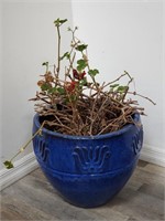 Live plant in glazed terracotta pot