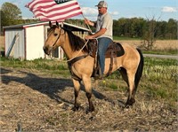 Rambo - 10yo Buckskin QH Gelding - VIDEO