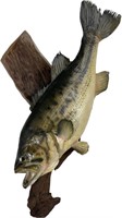Real Skin Largemouth Bass Fish Mount Trophy