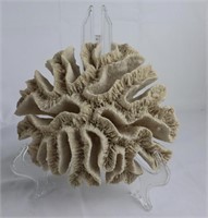 Natural Brain Large Coral 10"