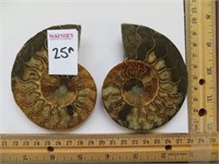 SPLIT POLISHED AMMONITE FOSSIL (3-4 INCHES)