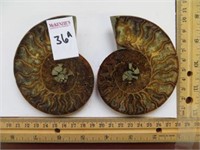 SPLIT POLISHED AMMONITE FOSSIL (4-5 INCHES)
