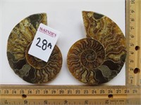 SPLIT POLISHED AMMONITE FOSSIL (3-5 INCHES)