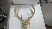 SKULL AND ANTLERS