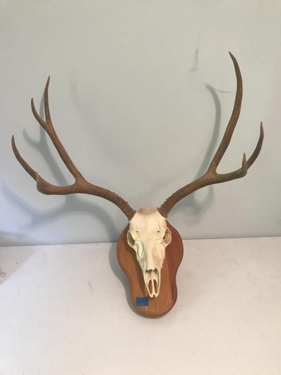 Deer Skull W/ Antlers Mounted on Wood Base