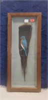 (1) Framed Painted Bird Feather (7.5"×17.5")