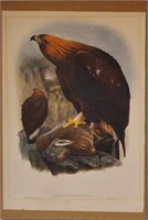 Golden Eagle 'Aquila Chrysaetos' Gould lithograph