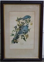 AFTER JOHN J. AUDUBON, COLORED LITHOGRAPH, LATE