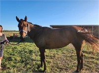 (VIC) KIRSTY - THOROUGHBRED MARE