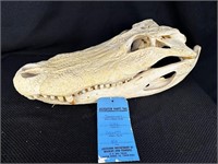 20.5" Louisiana Alligator Skull