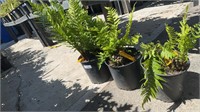 3 Lots /1ea  2 Gal Fern Dryopteris Filix-mas Male