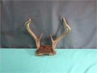 Nice 6 Point Buck Rack Ready For Displaying