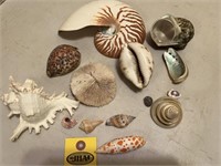 Sea Shells And Coral