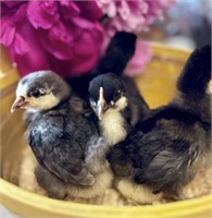 4 Unsexed-Bantam Cochin Chicks-1blue,3 black