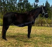 "Yamba Melita" 2013 QH Mare Q-78450