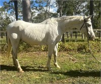 "Pepper" 2010 QH Mare