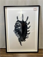 Large Framed Photo Print of Shell