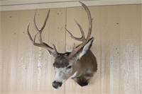 Mule Deer Shoulder Mount