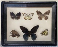 Butterfly Case w/ Scientific Names