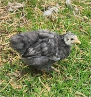 3 Unsexed-Mottled Bantam Cochin Chicks