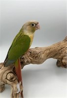 9wk old pineapple conure