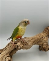 9wk old pineapple conure