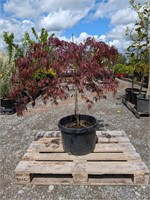 1 Red Dragon Japanese Maple