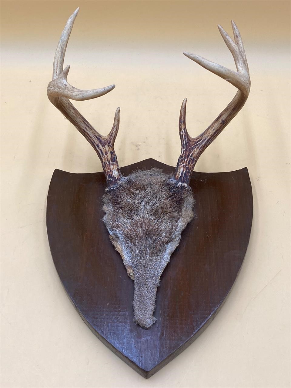 Eight Point Whitetail Deer Mount