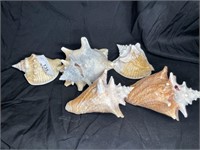5 genuine conch shells