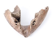 Section of Woolly Mammoth Mandible - 50,000 years