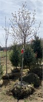 Cleveland Select Pear, 10ft